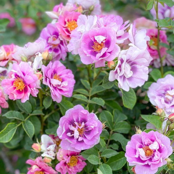 Easy on the Eyes™ Bare Root Rose Bush