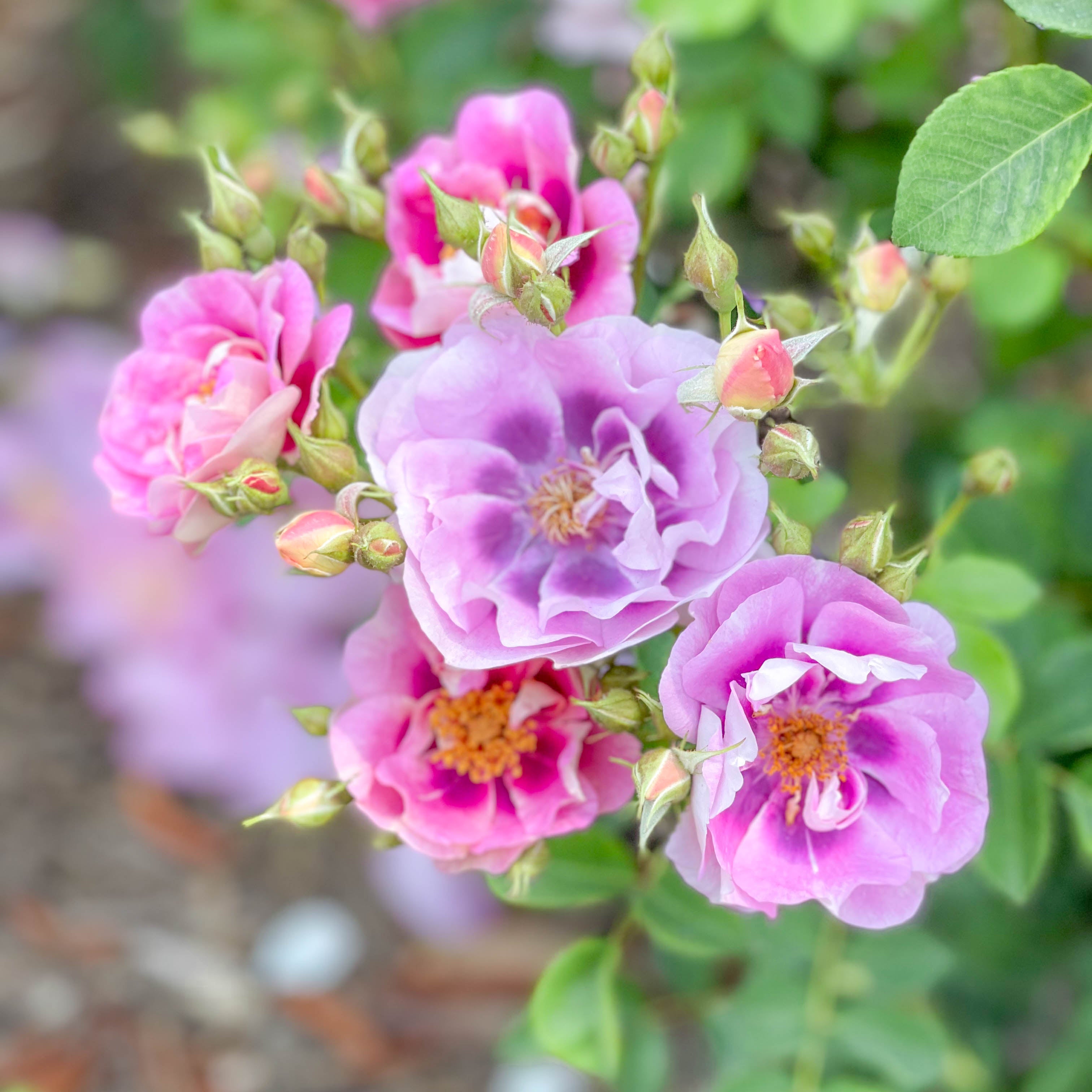 Easy on the Eyes™ Bare Root Rose Bush