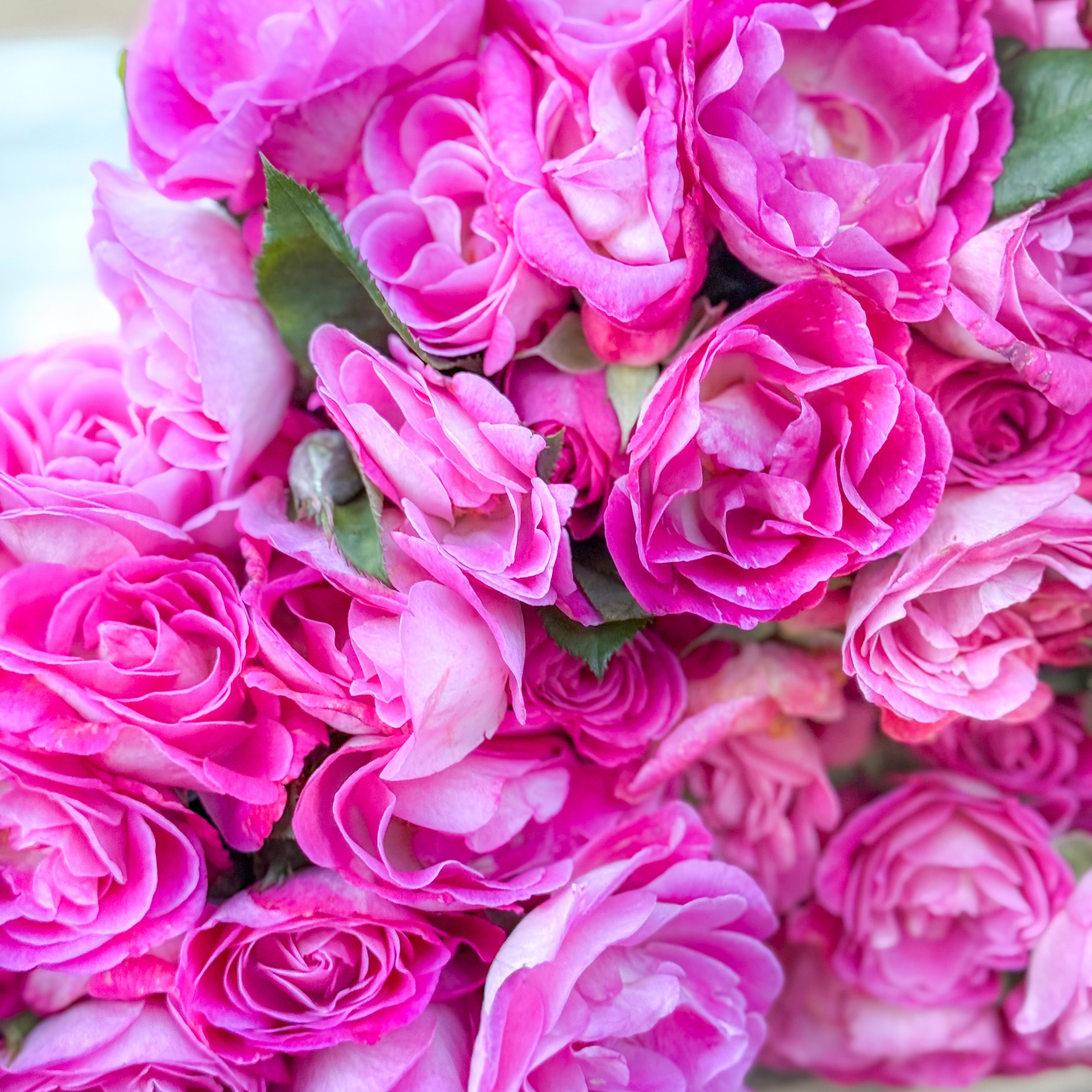 Easy To Please® Bare Root Rose Bush