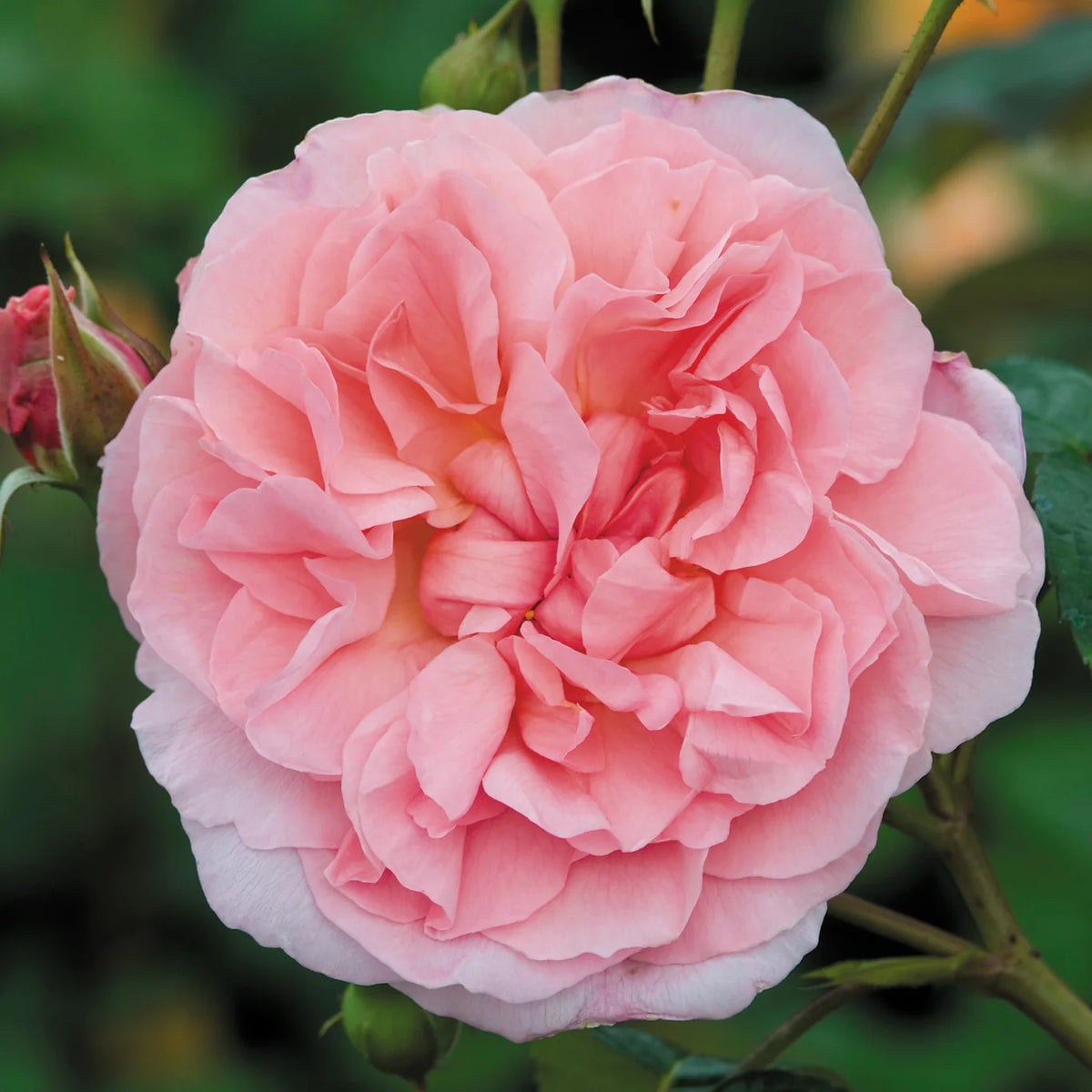 Strawberry Hill Bare Root Rose Bush