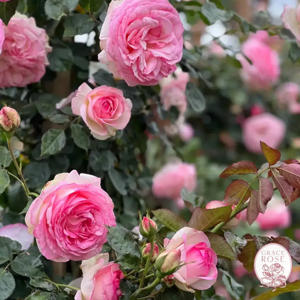 Eden Climber®   Bare Root Climbing Rose