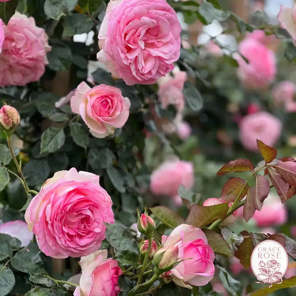 Eden Climber®   Bare Root Climbing Rose