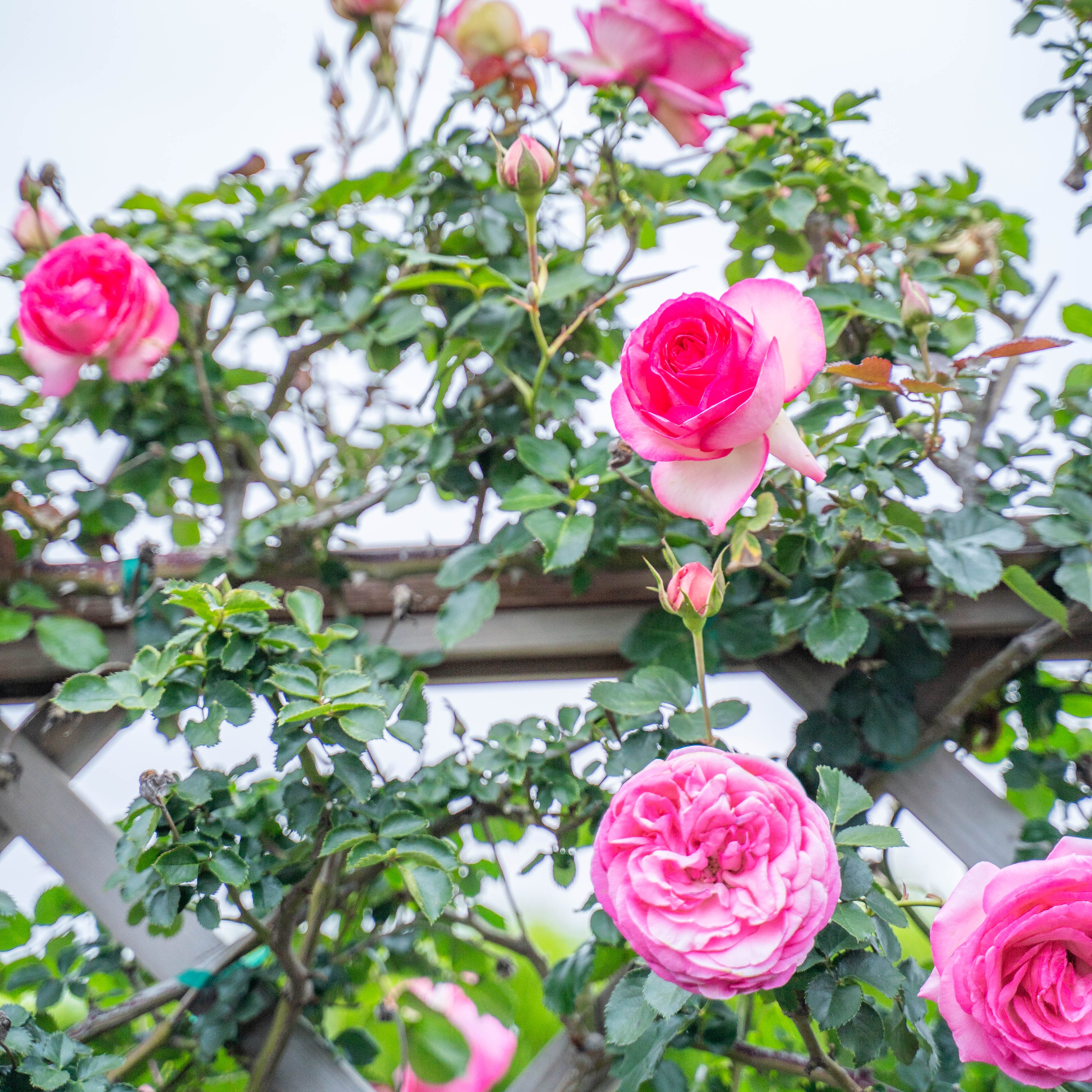 Eden Climber® Pretty in Pink Bare Root Climbing Rose