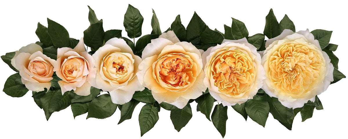 Effie™ Special Bouquet