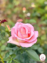 Elle® Bare Root Tree Rose