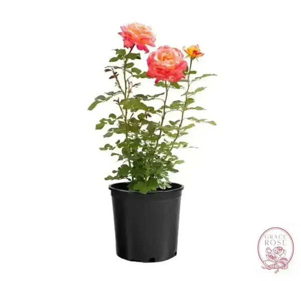 Enchanted Peace™ Bare Root Rose Bush