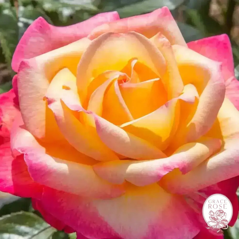 Enchanted Peace™ Potted Rose Bush