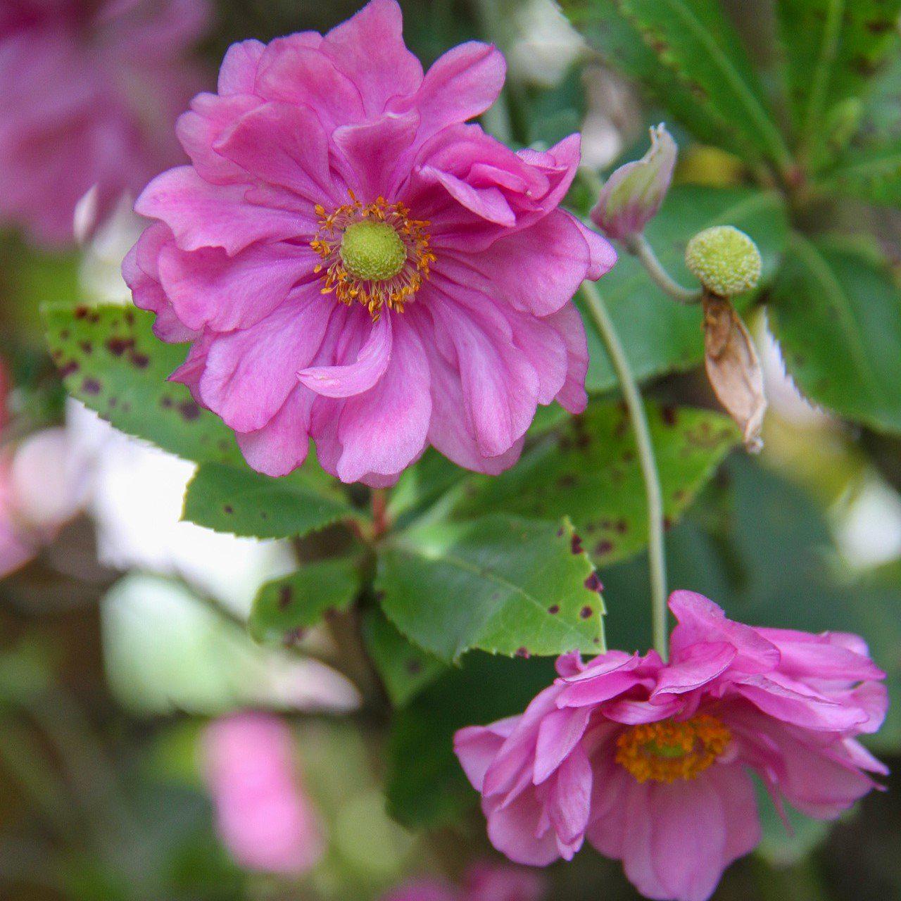 Anemone  'Pocahontas' Potted Anemone Plant