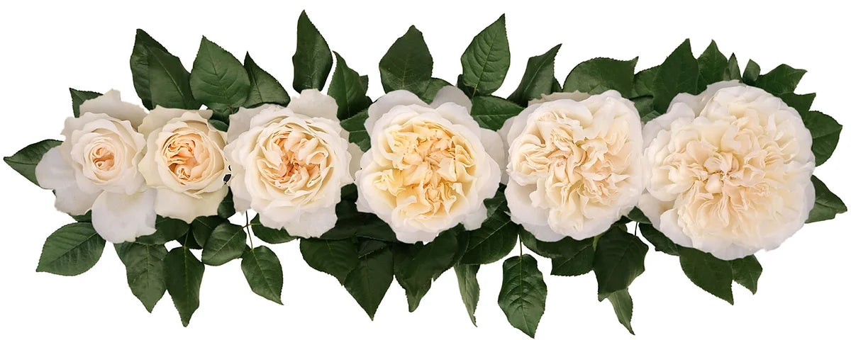 Eugenie™ Special Bouquet