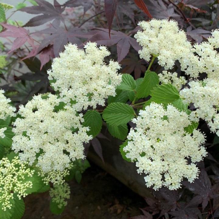 American Beauties® Native Plants Viburnum dentatum 'Plum Pudding' Potted Viburnum Bush