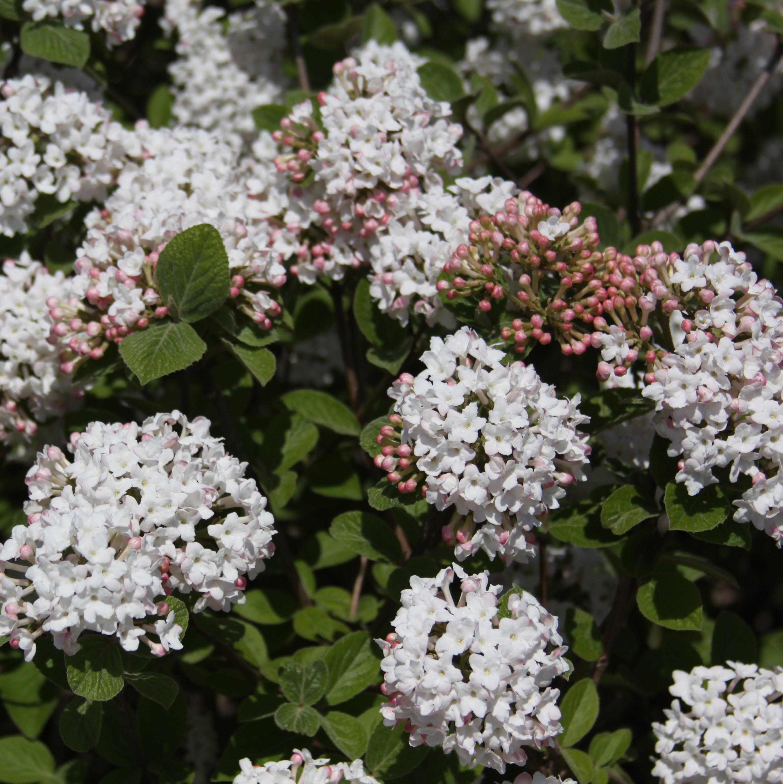 Viburnum carlesii  Spice Island™ Potted Korean Spice Viburnum Bush