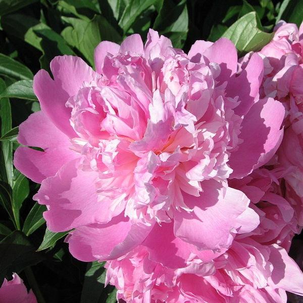 Peony 'Monsieur Jules Elie'  Potted Peony Plant