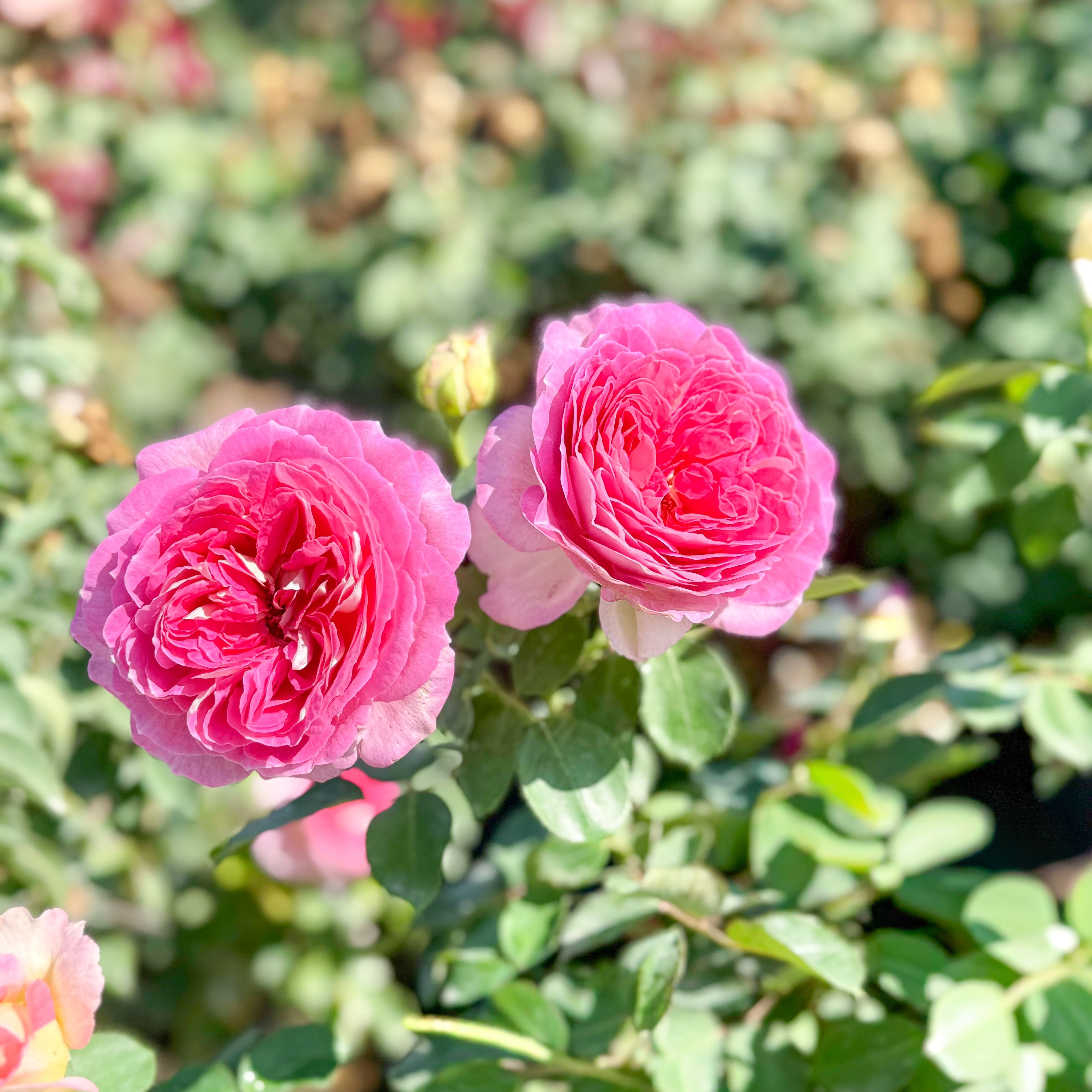 Pink roses with green leaves in a garden setting