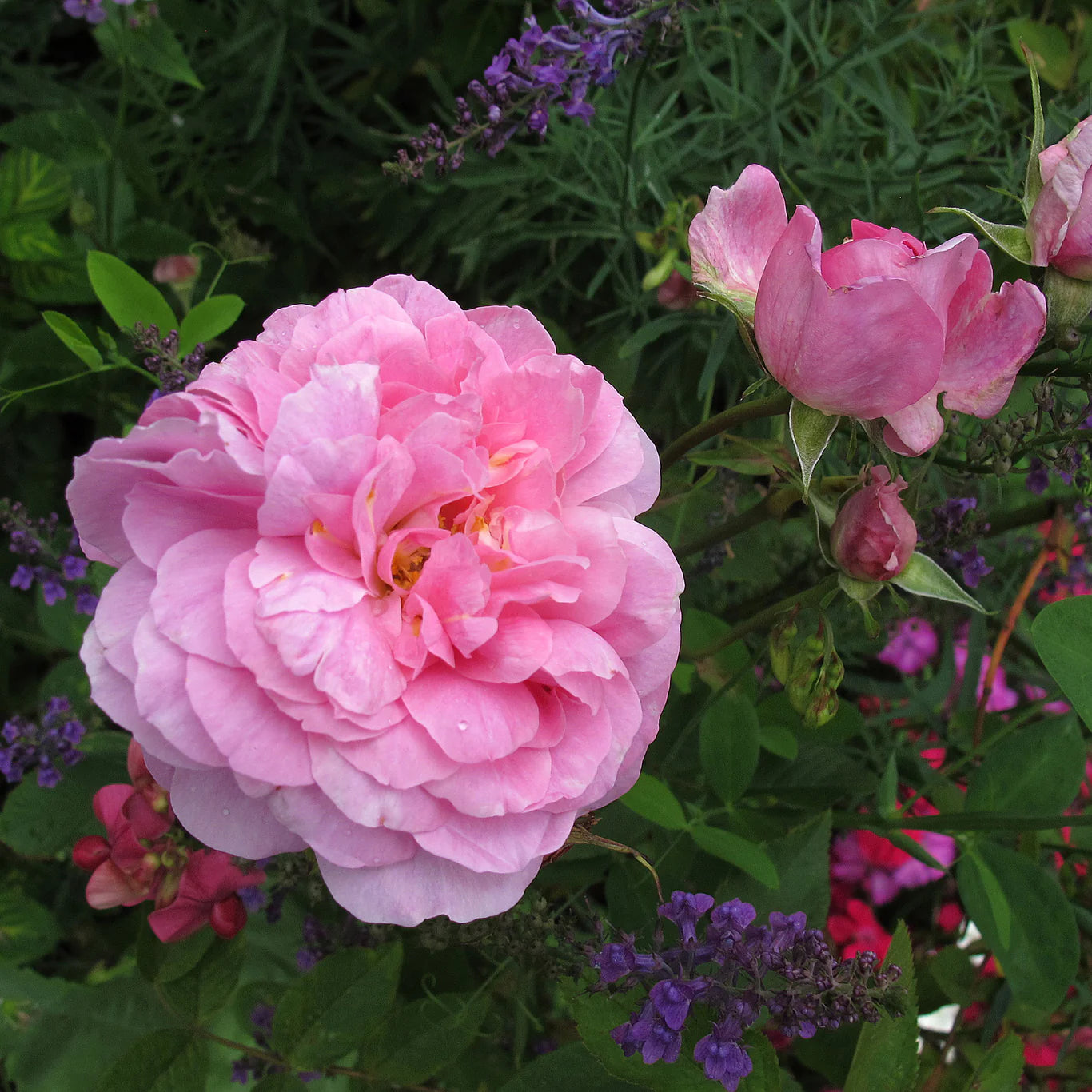 David Austin® The Mayflower® Potted Rose Bush