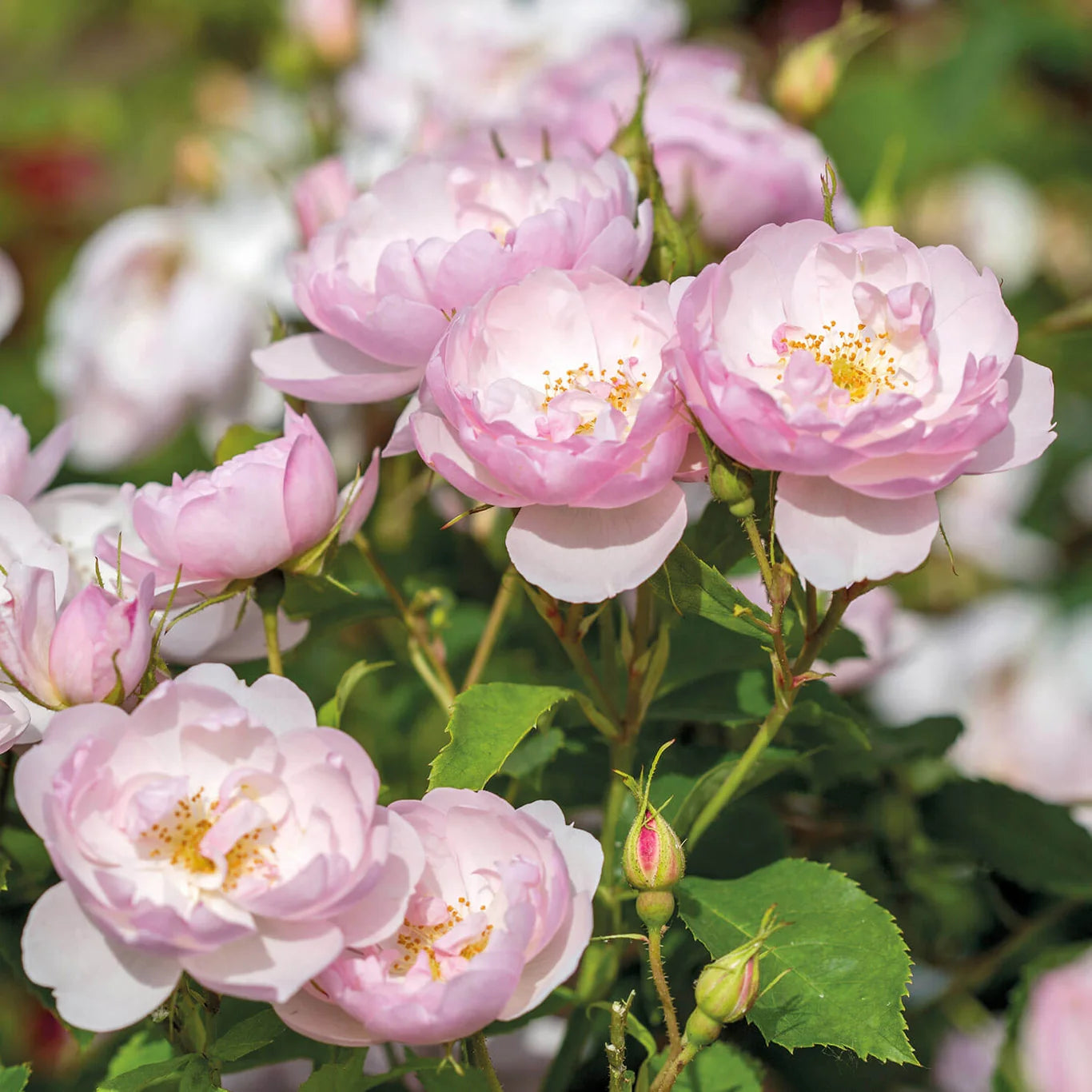 David Austin® Scarborough Fair Potted Rose Bush
