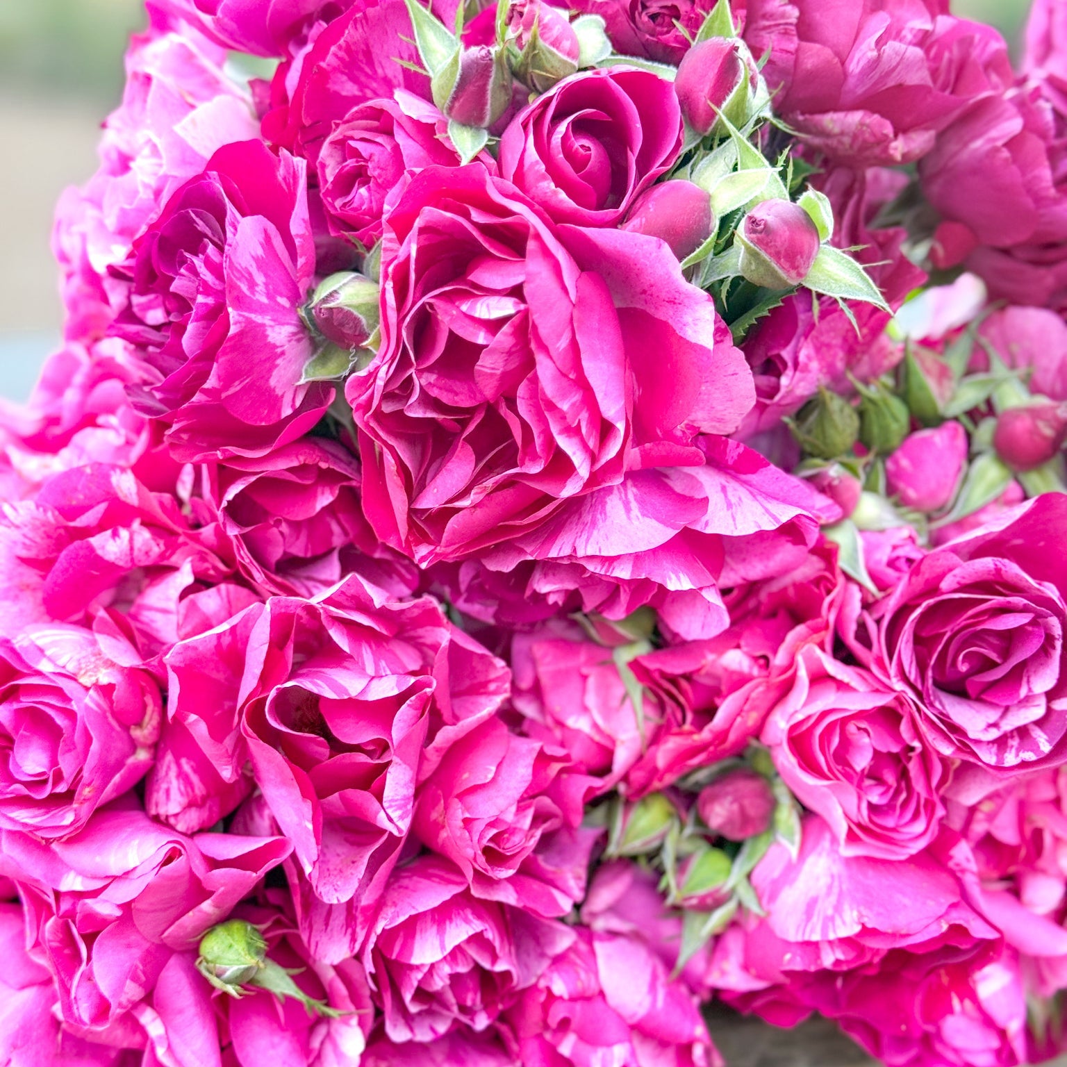 Fly So High™ Bare Root Climbing Rose