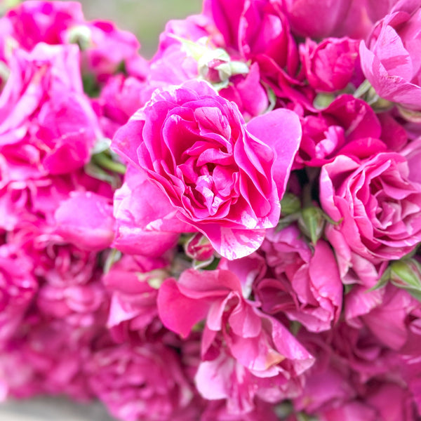 Close-up of vibrant pink flowers with a blurred green background