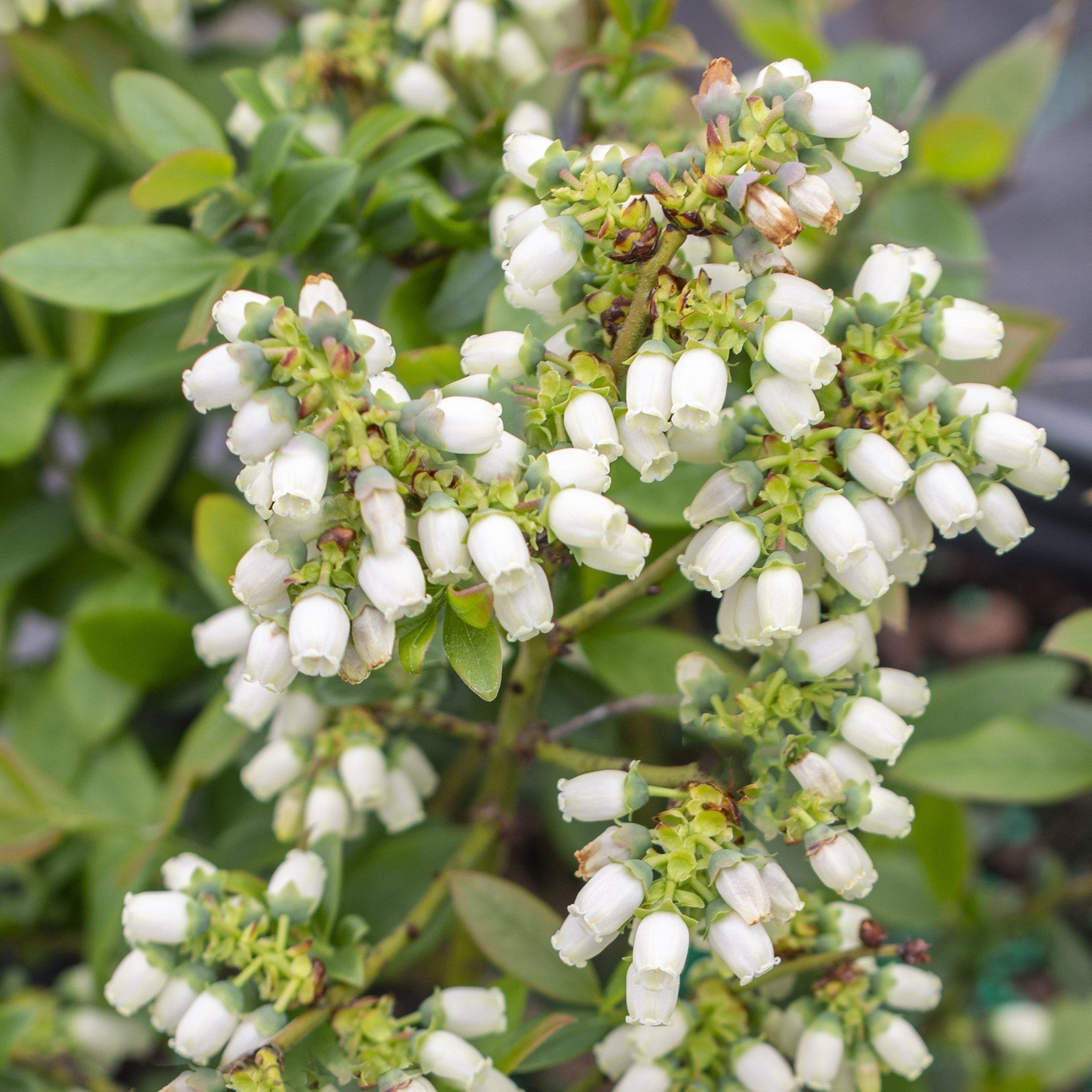 Blueberry Bushel and Berry® Perpetua®  Two-Crop Potted Blueberry Plant
