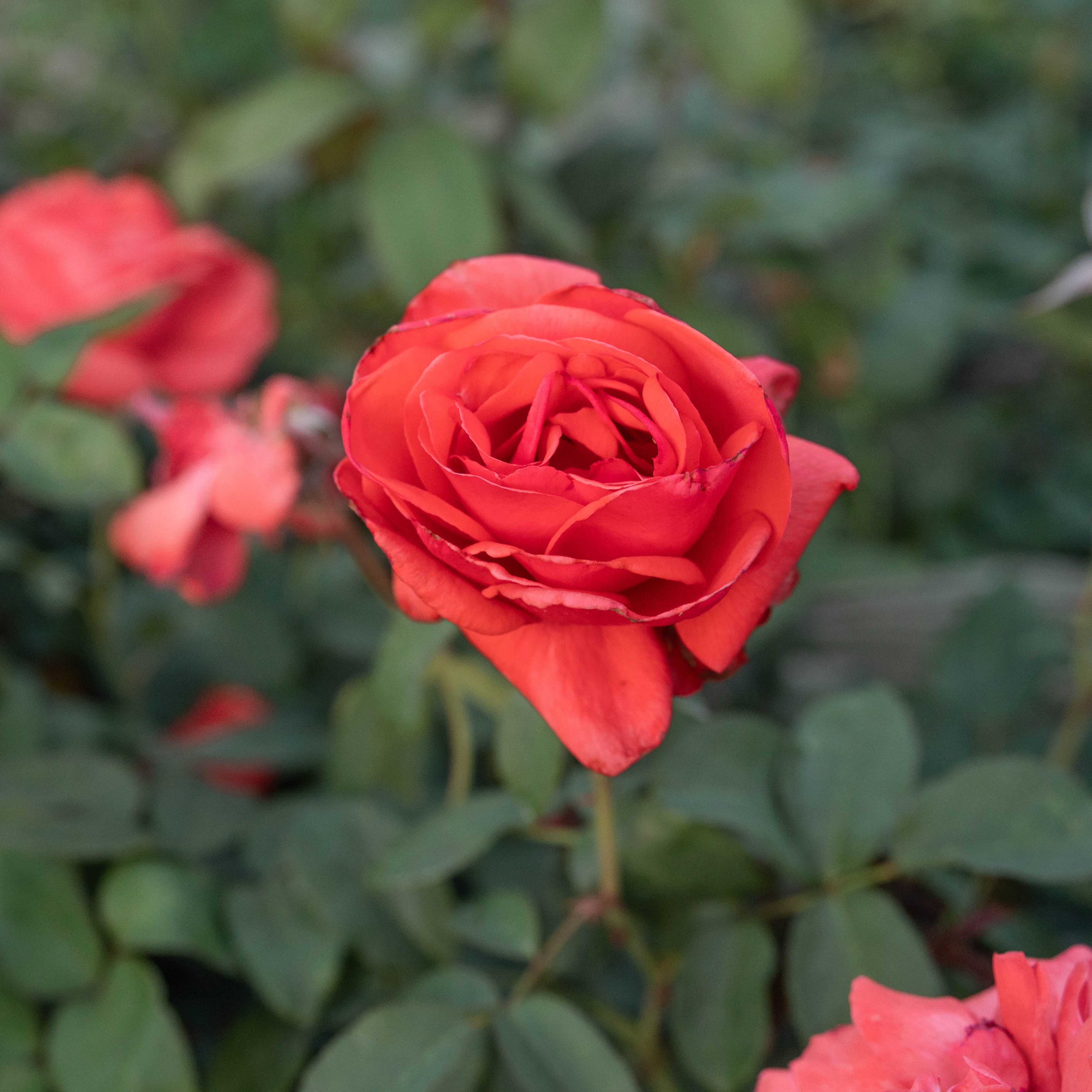 Fragrant Cloud Bare Root Rose Bush