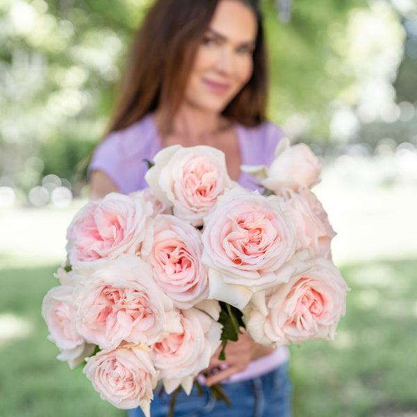 Francis Meilland® Bare Root Rose Bush