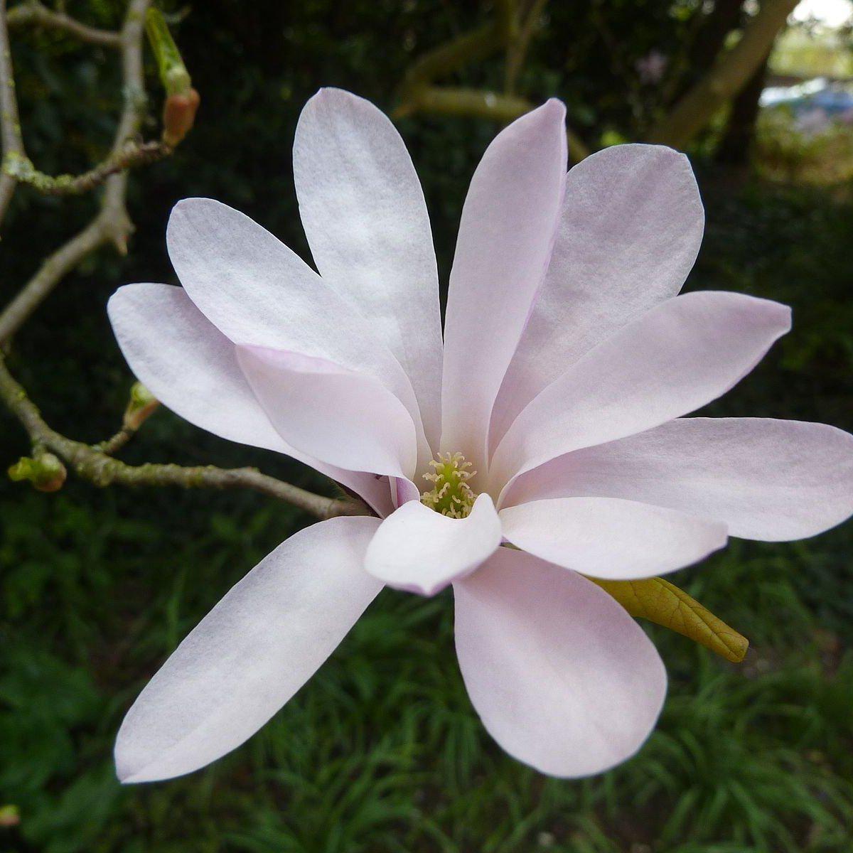 Magnolia 'Leonard Messel' Potted  Magnolia Plant