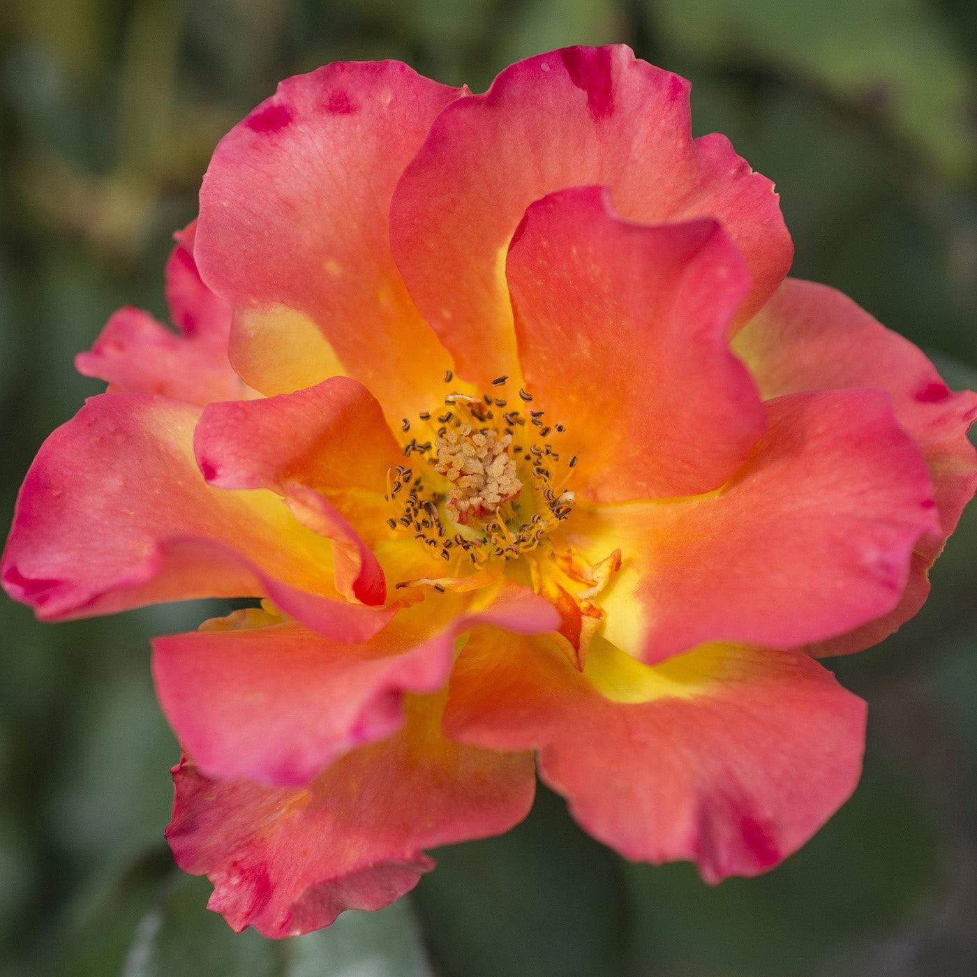 Sunset Horizon™ Bare Root Rose Bush