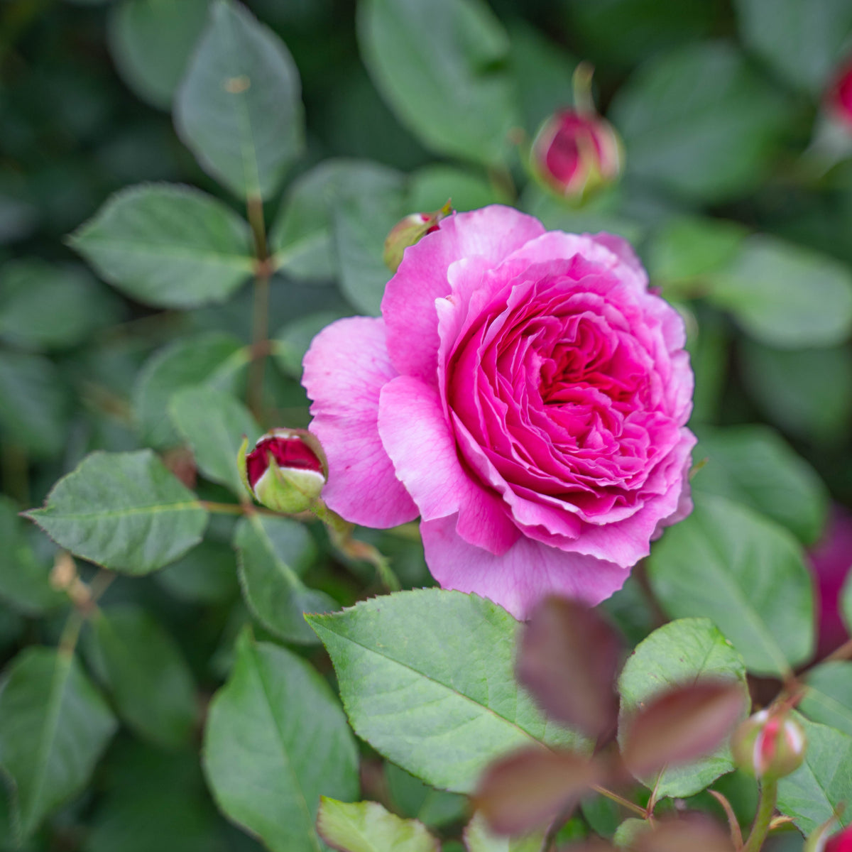 Gabriel Oak Bare Root Rose Bush