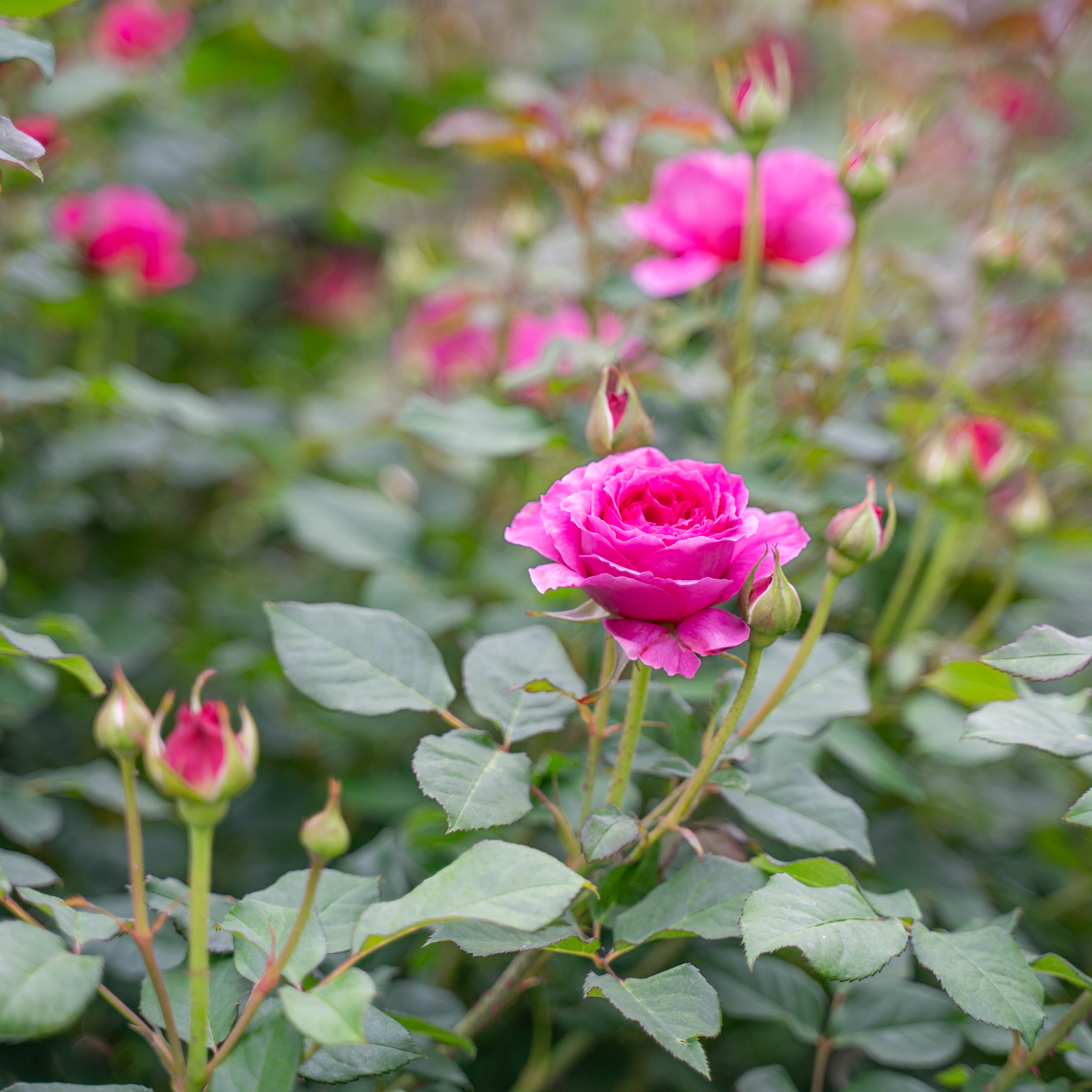 About David Austin® Gabriel Oak® Potted Rose Bush
