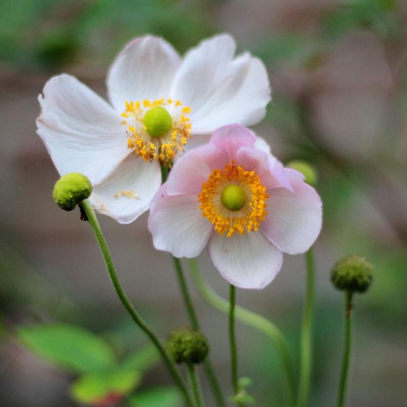 Anemone 'September Charm' Potted Anemone Plant