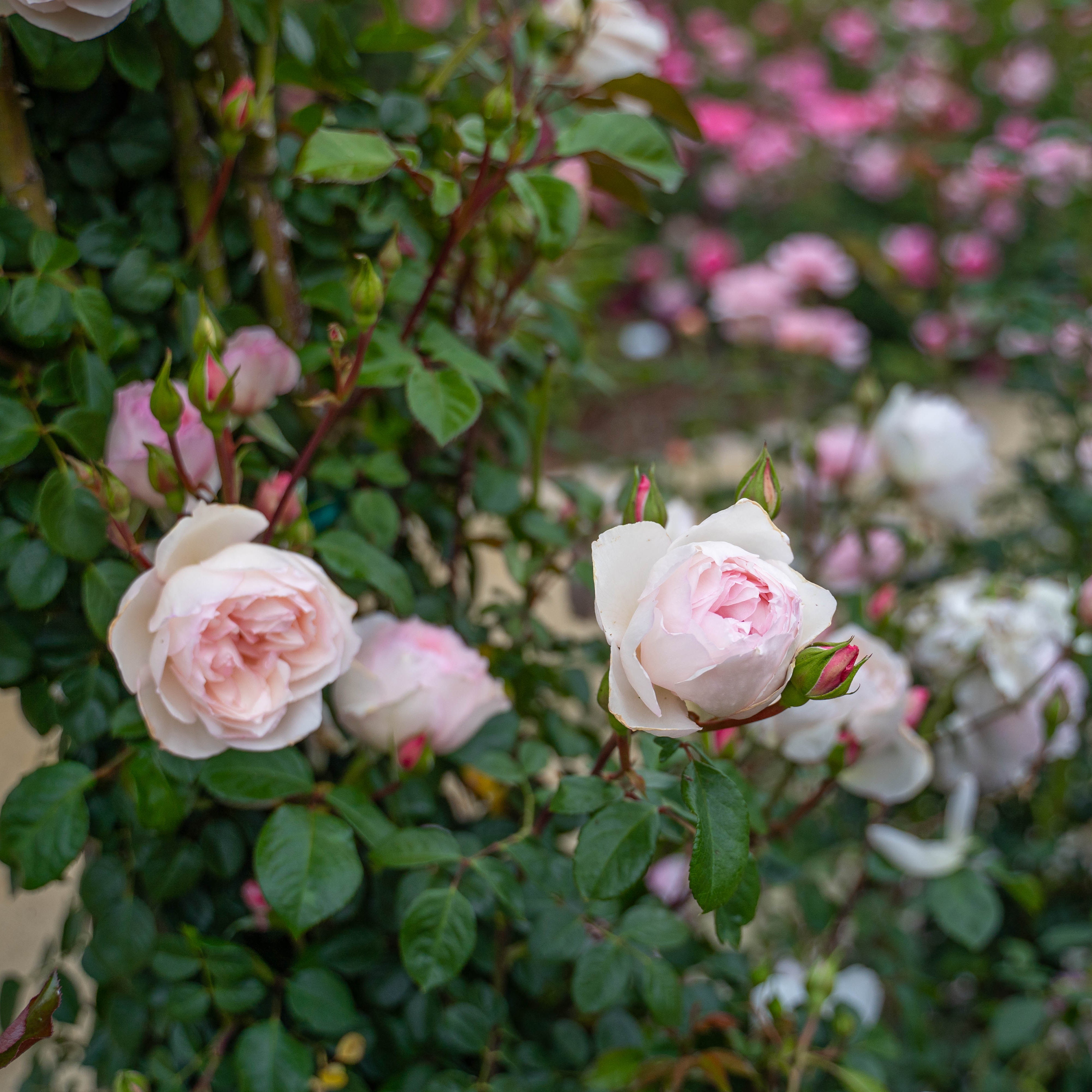 Pink roses with green leaves in a garden setting