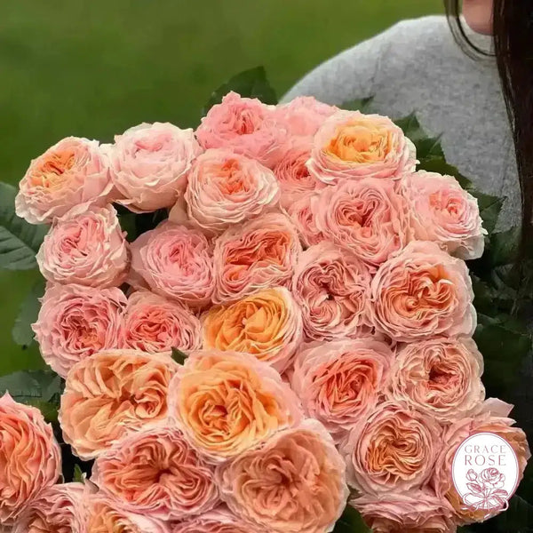 Georgia Peach™ Potted Rose Bush