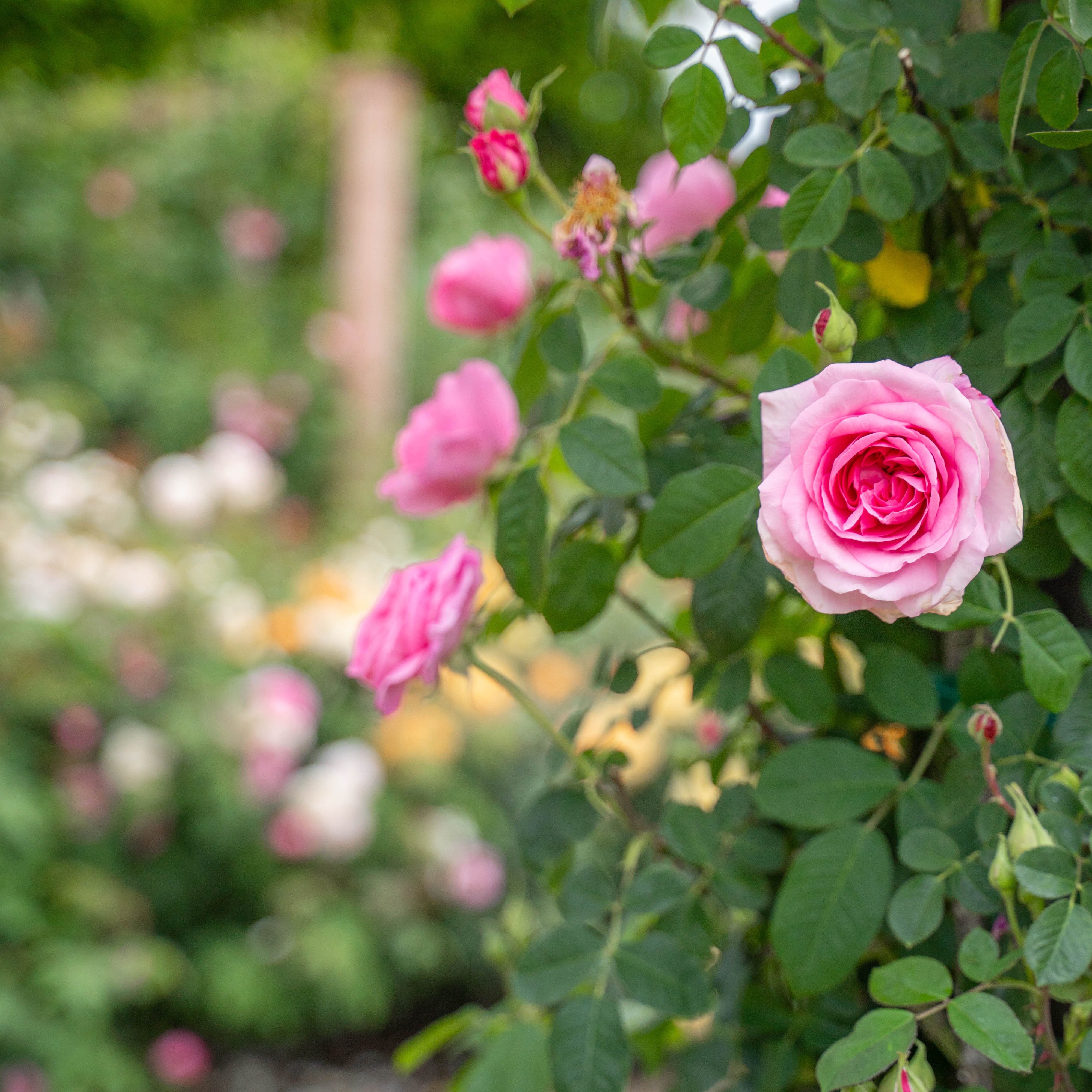 Pink roses with green leaves in a garden setting