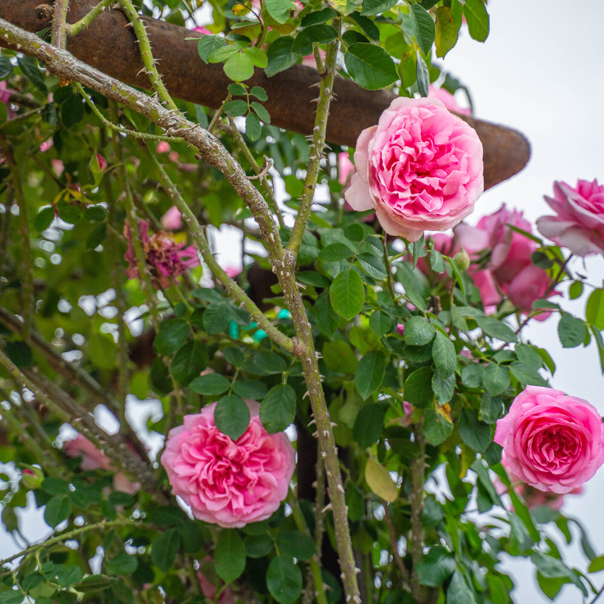 Gertrude Jekyll Bare Root Rose Bush