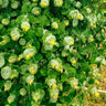 Honeysuckle