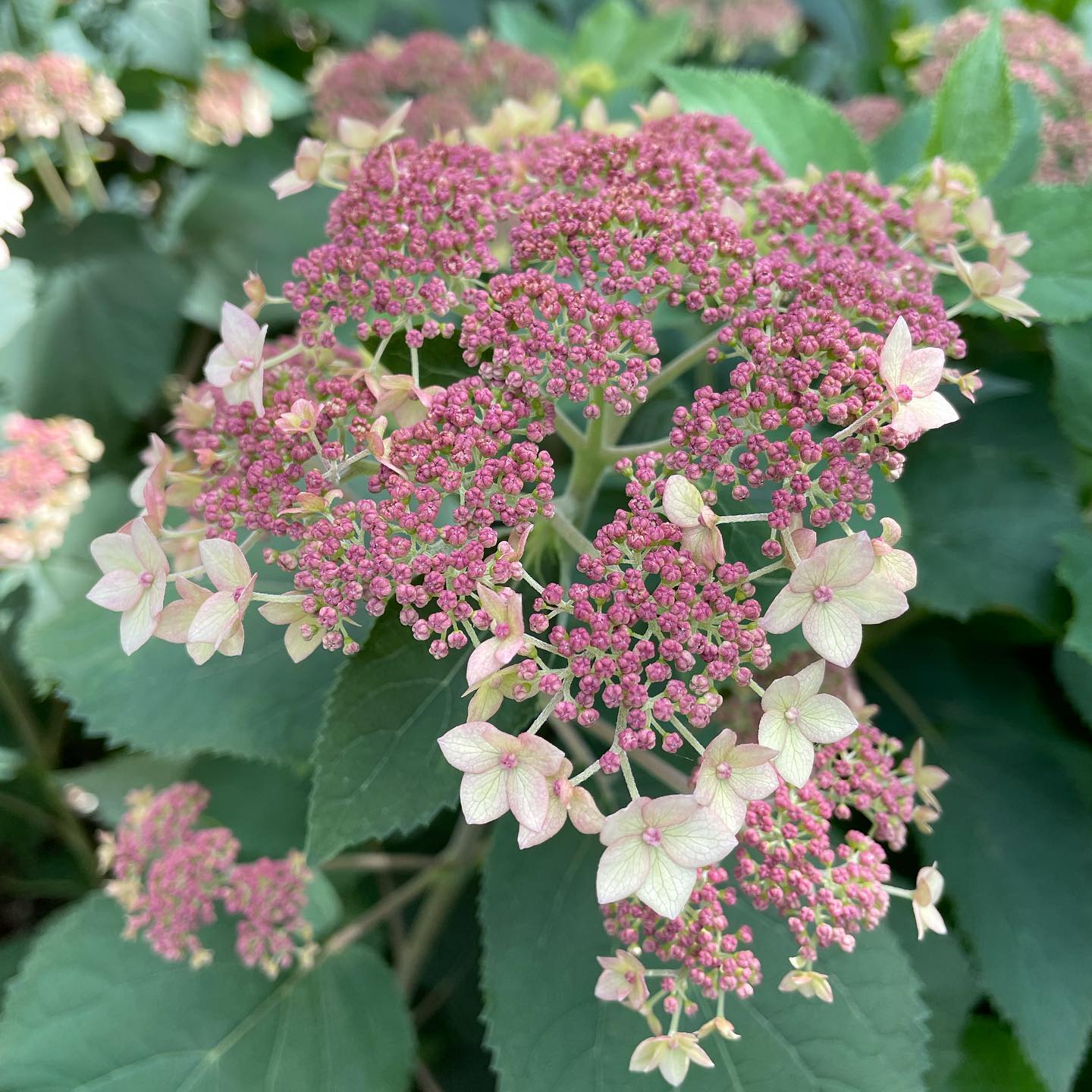Hydrangea Pinky Pollen Ring™ Potted Hydrangea Plant