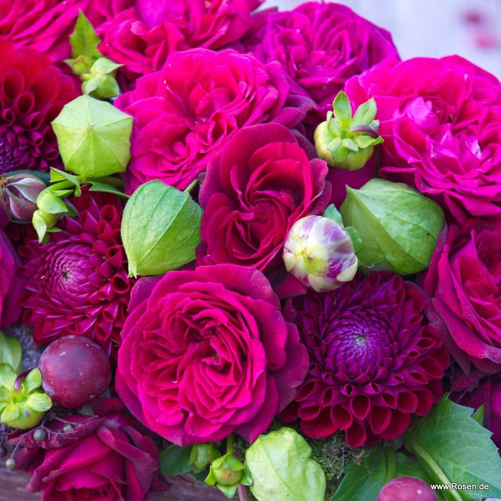 Parfuma® Dark Desire™ Bare Root Rose Bush