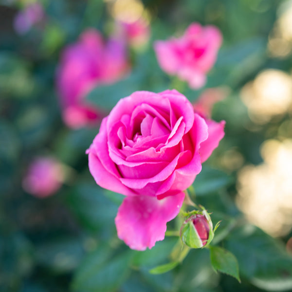 Grande Dame ™ Potted Rose Bush