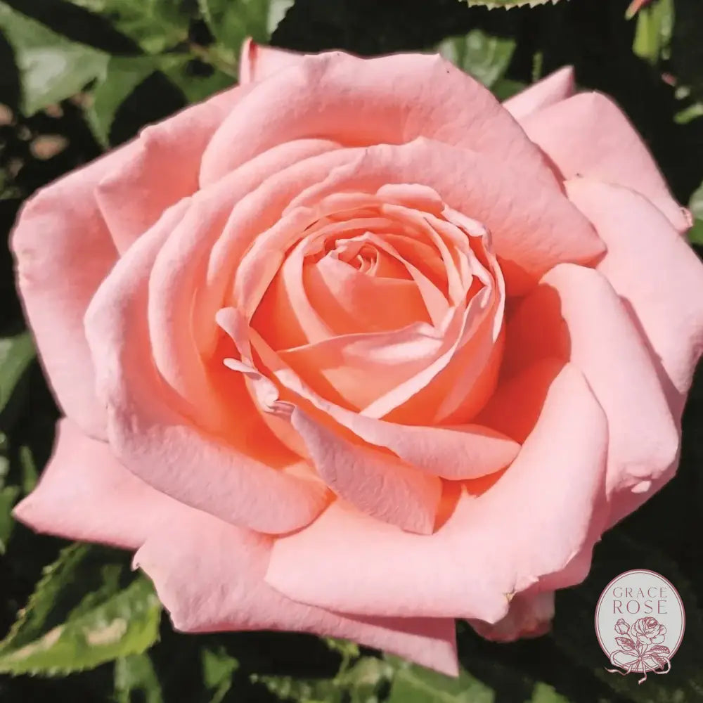 Heavenly Scented™ Rose Bush #1 Grafted Bare Root Rose BUSHES