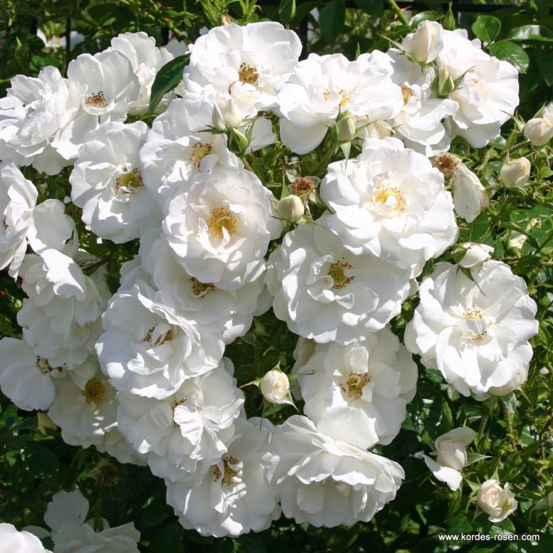Hella® Bare Root Climbing Rose