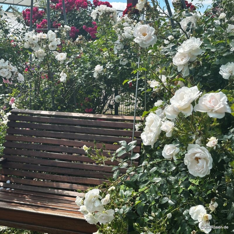 Hella® Bare Root Climbing Rose