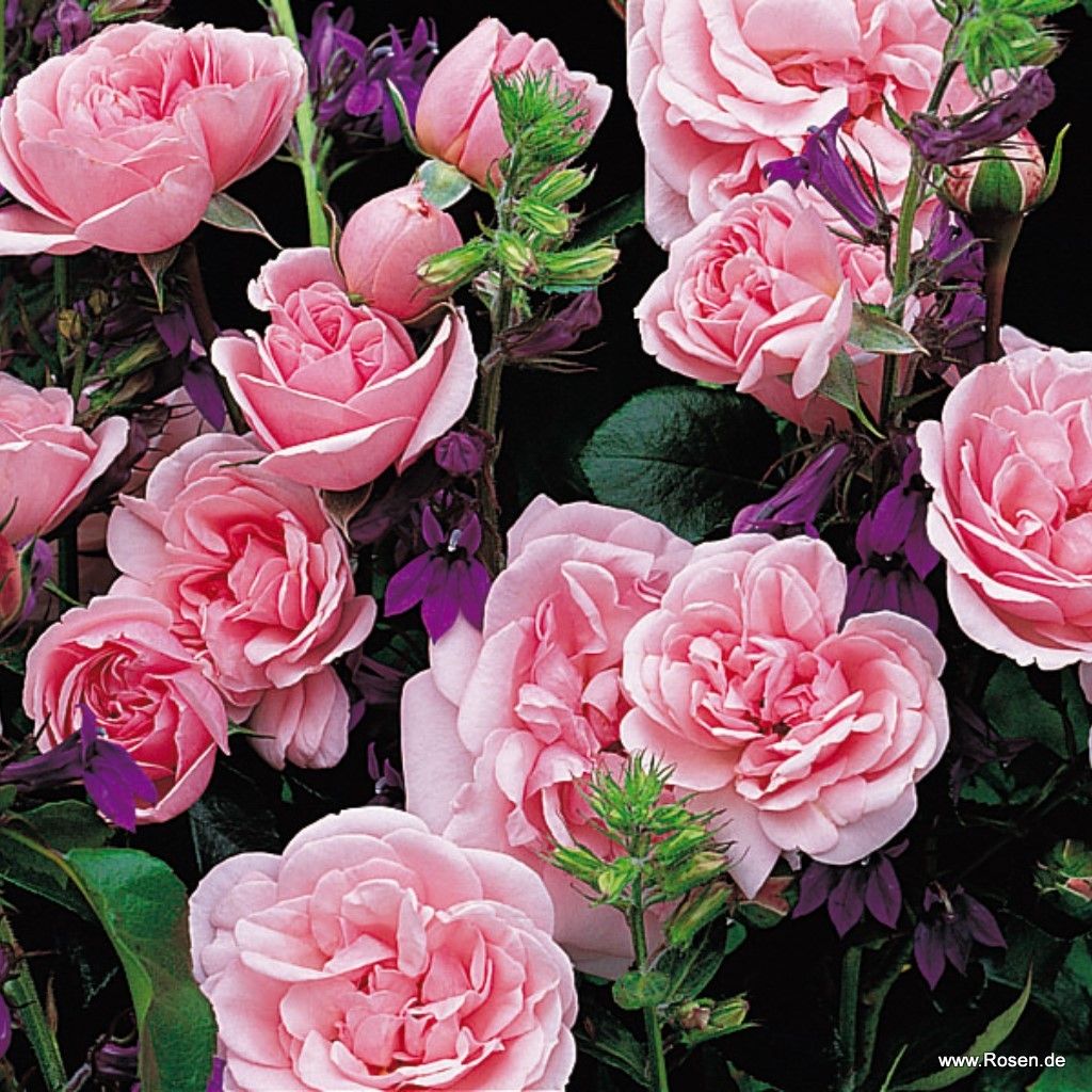 Home & Garden® Rose Bush