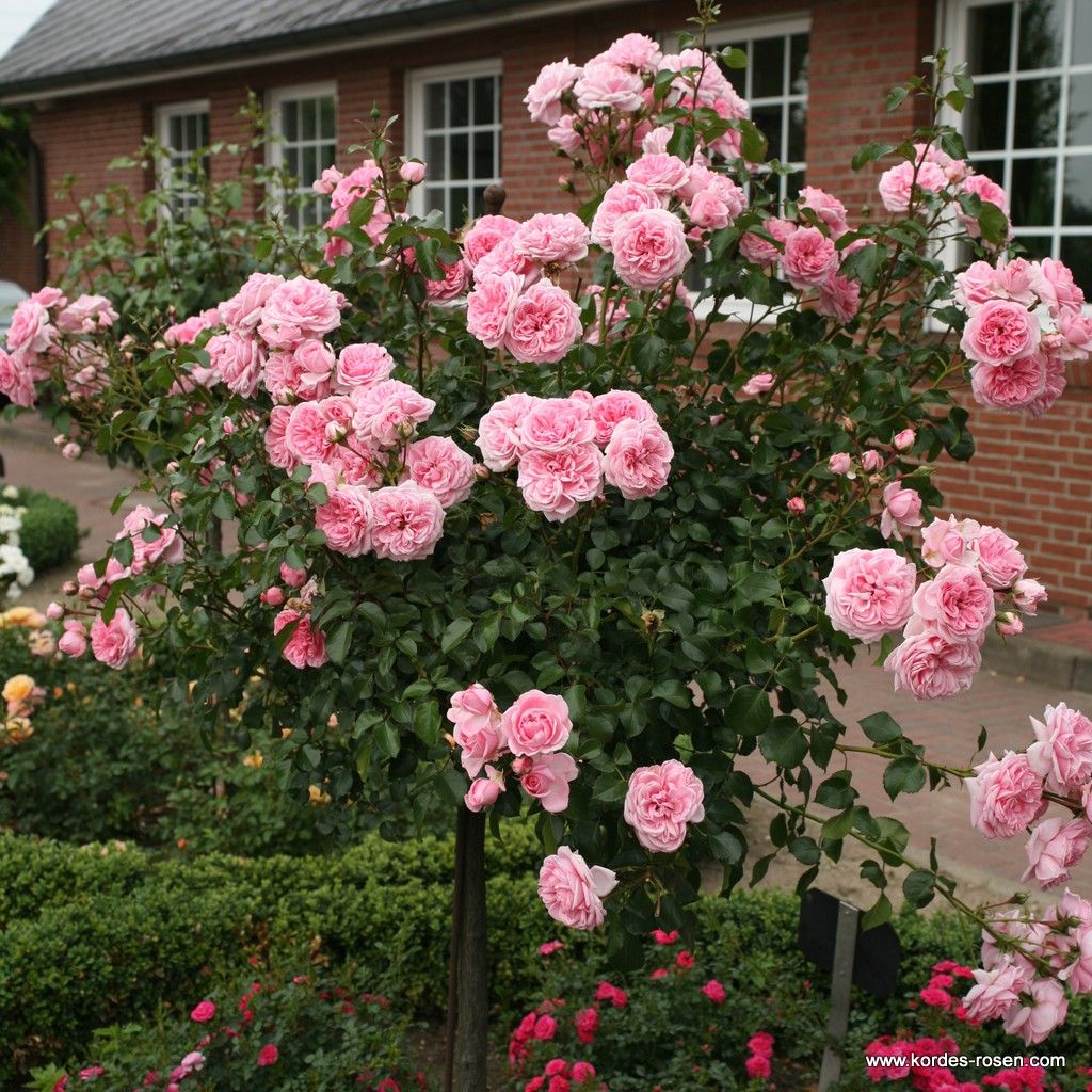 Home & Garden® Rose Bush