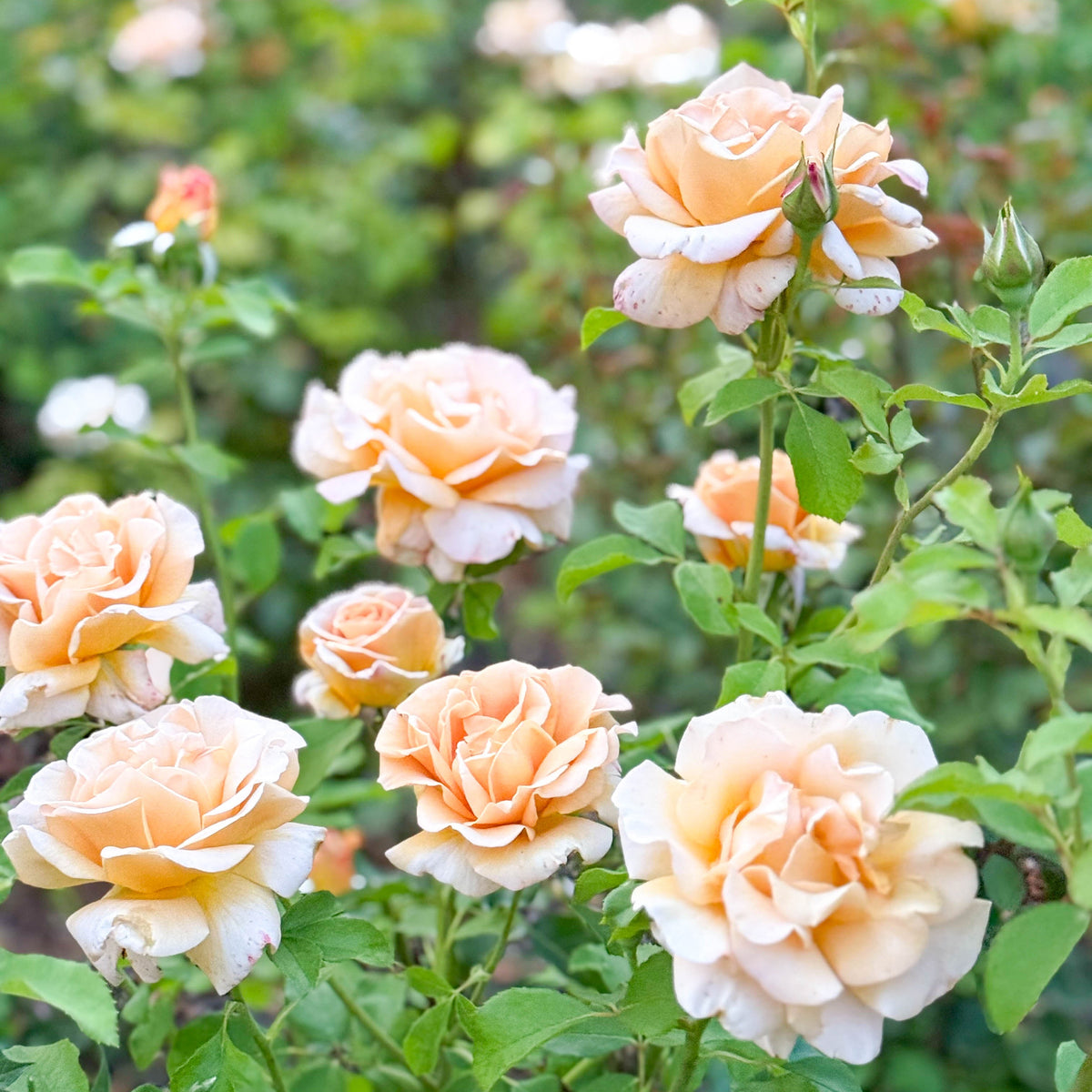 Honey Dijon™ Potted Rose Bush