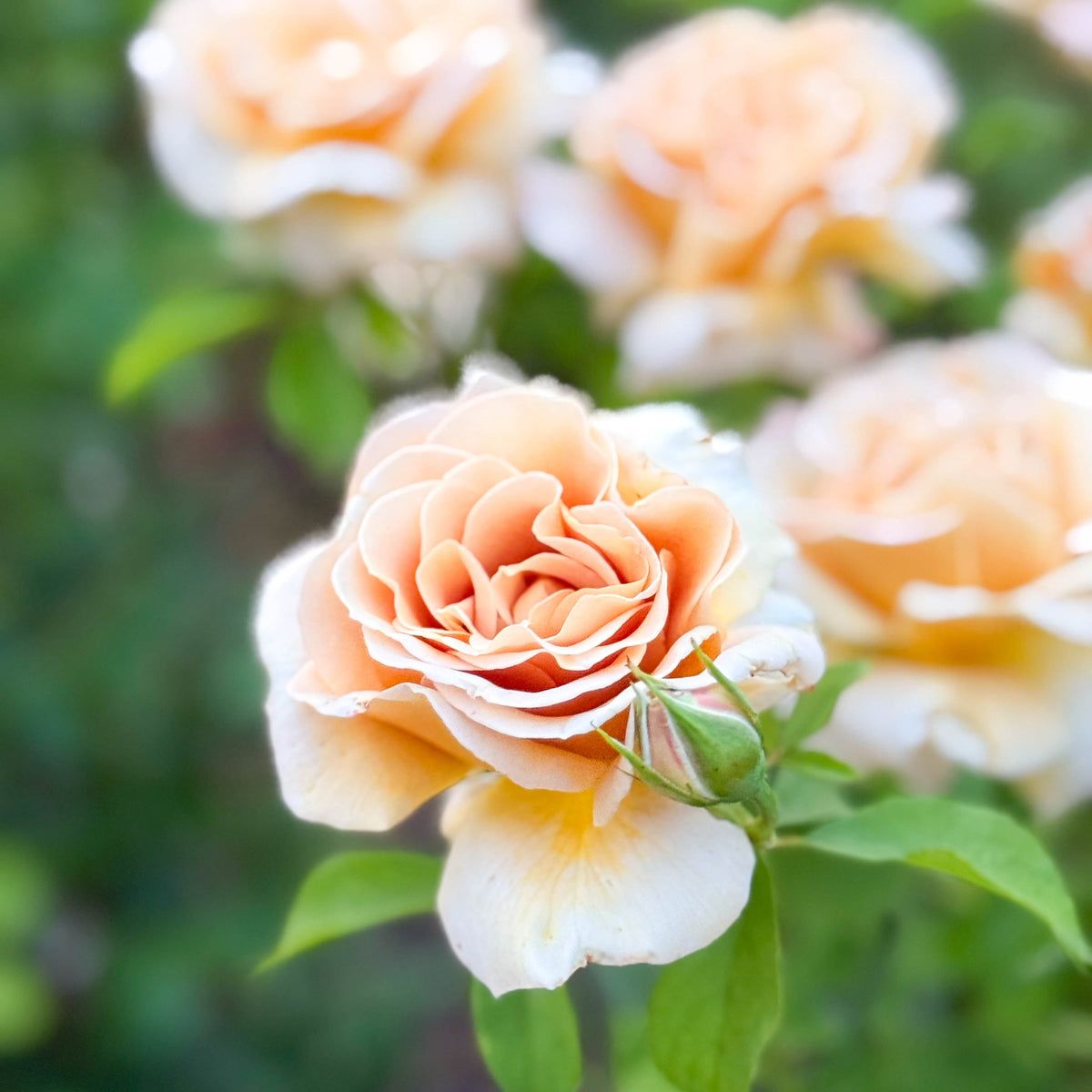 Honey Dijon™ Potted Rose Bush