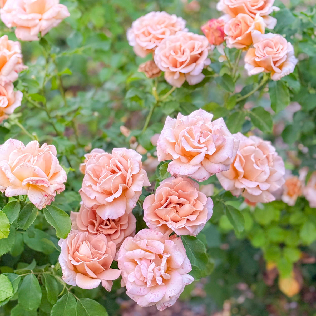 Honey Dijon™ Potted Rose Bush