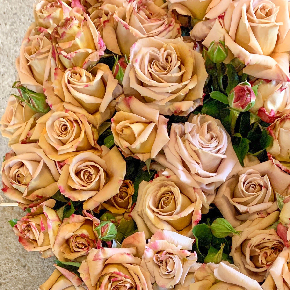 Honey Dijon™ Potted Rose Bush