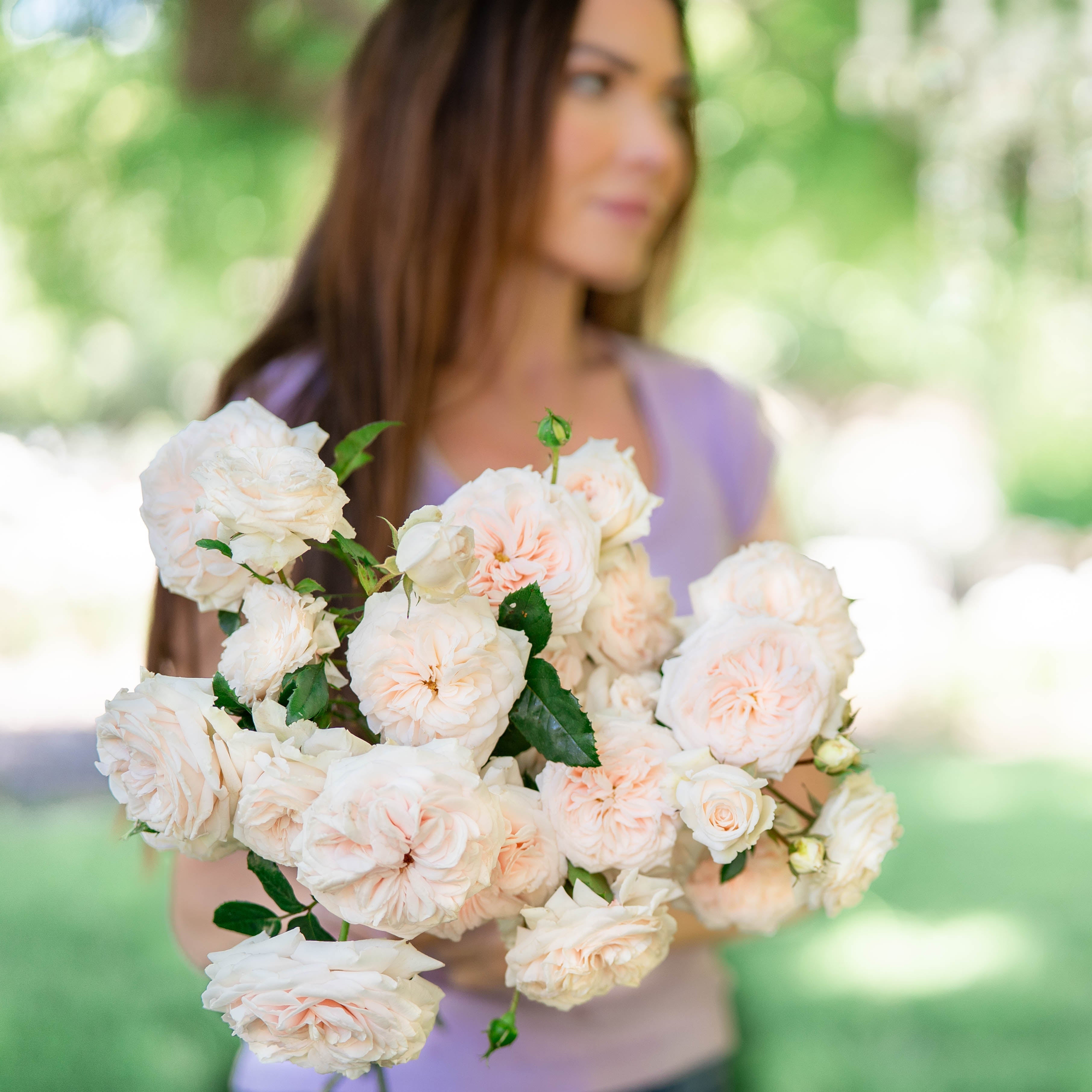Arborose® Honeymoon™  Potted Climbing Rose