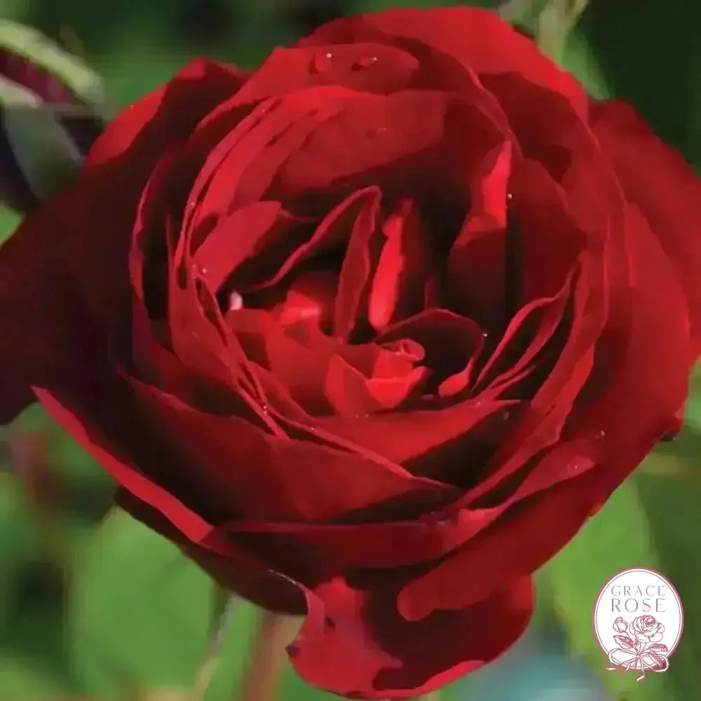 Hope for Humanity Bare Root Rose Bush