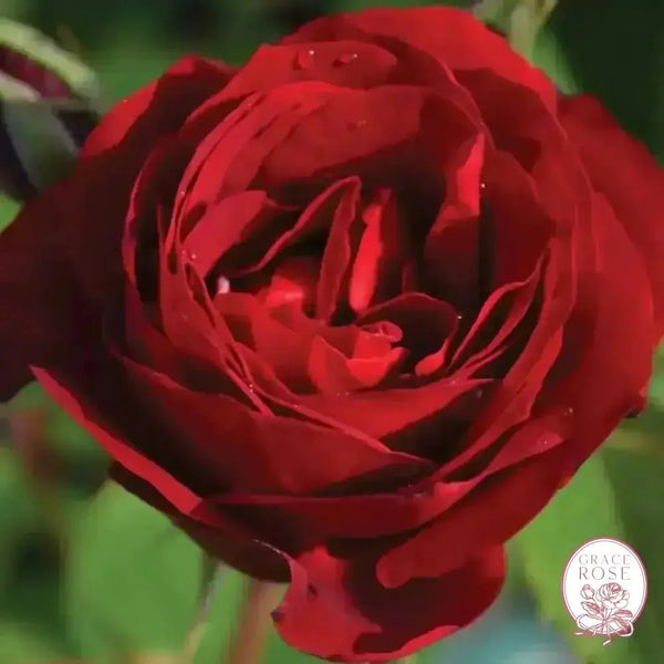 Hope for Humanity Bare Root Rose Bush