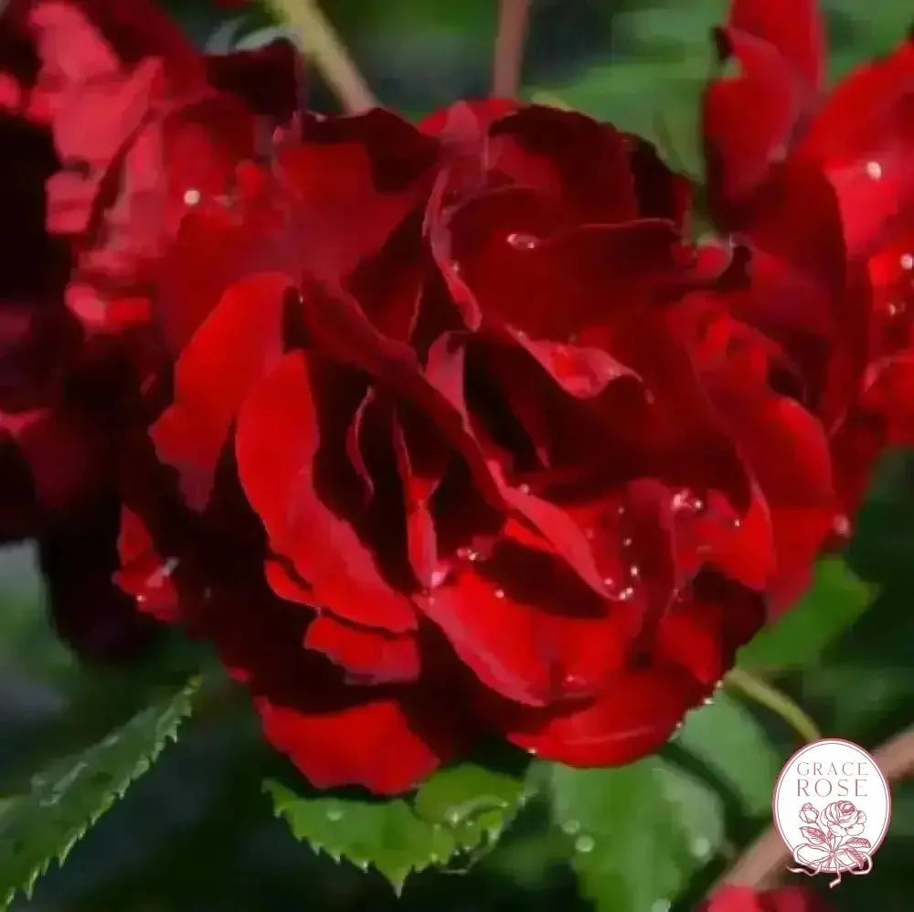 Hope for Humanity Bare Root Rose Bush